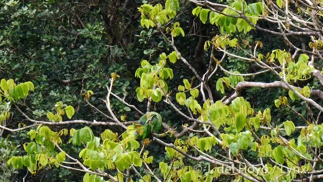 アカノドボウシインコ - ML201532151