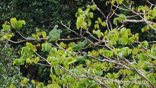 Red-necked Amazon - ML201532161