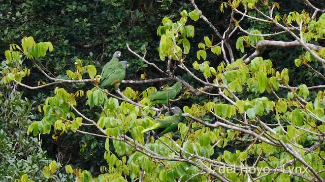 アカノドボウシインコ - ML201532161