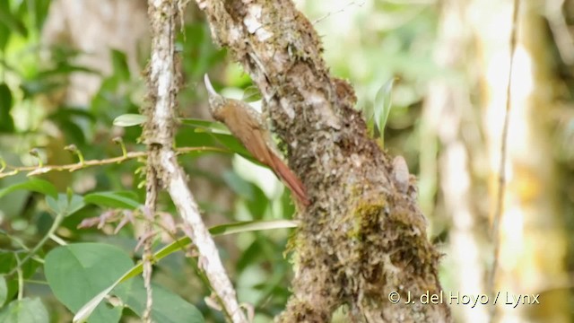 Montane Woodcreeper - ML201532191