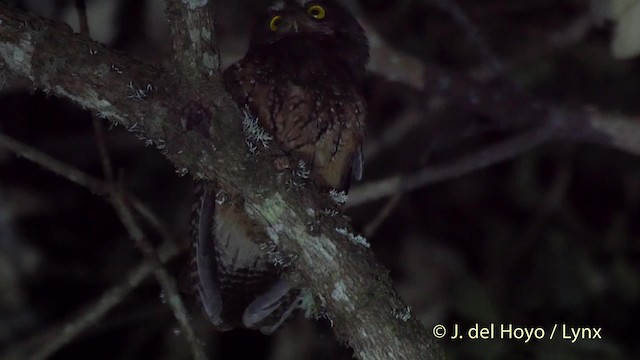 Petit-duc à gorge blanche - ML201532211