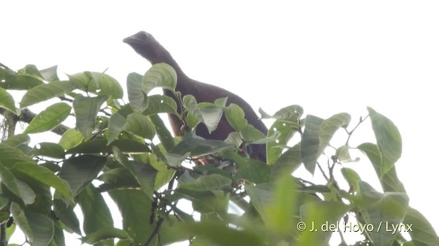 Sickle-winged Guan - ML201532241