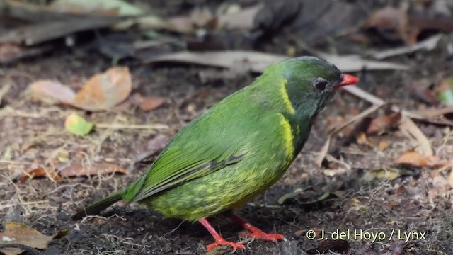 Cotinga vert et noir (groupe riefferii) - ML201532271