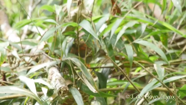 Azara's Spinetail - ML201532281