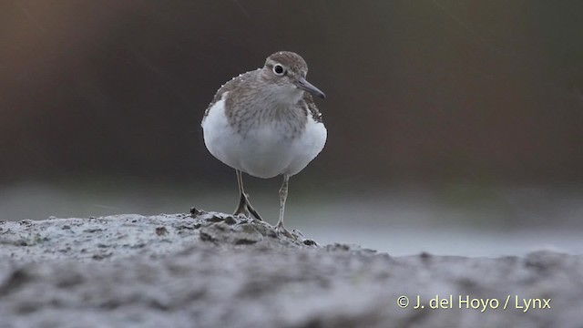 Common Sandpiper - ML201532311