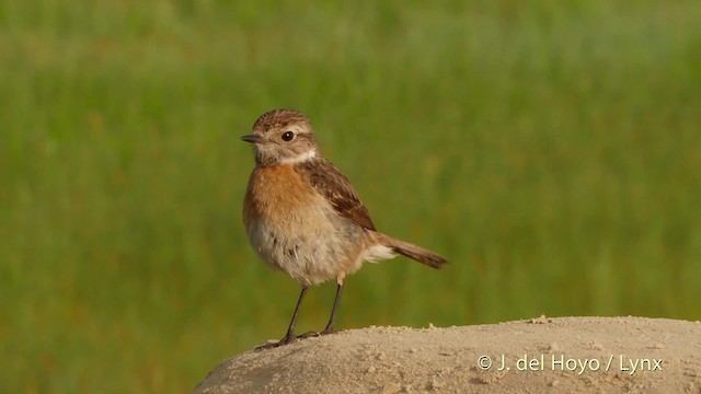 European Stonechat - ML201532341