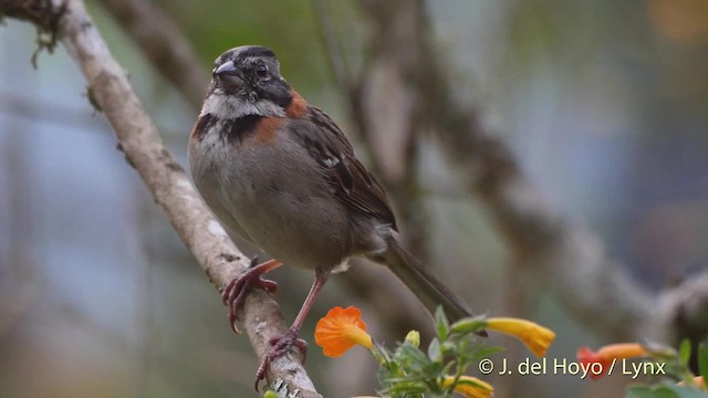 Chingolo Común (grupo capensis) - ML201532461