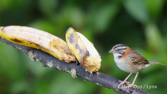 アカエリシトド（capensis グループ） - ML201532471