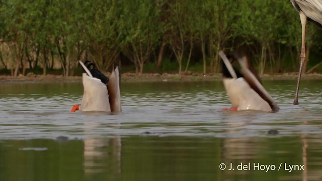 Canard colvert - ML201532481