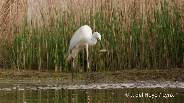 Great Egret (alba) - ML201532521