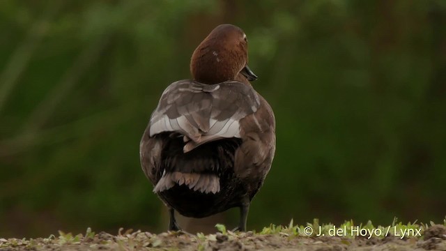 Common Pochard - ML201532531