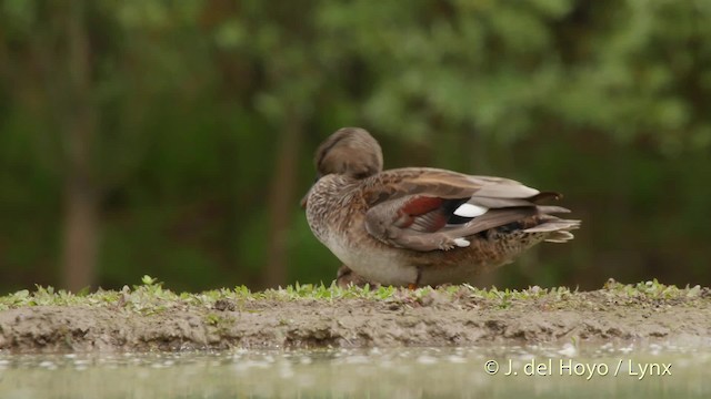 赤膀鴨(strepera) - ML201532541