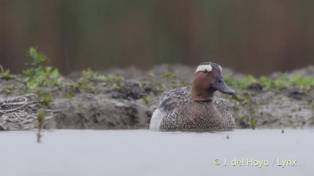 Garganey - ML201532551