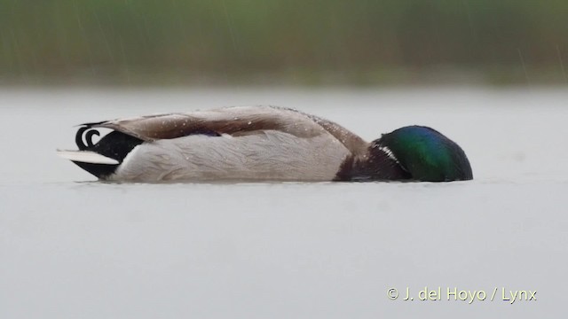 Canard colvert - ML201532561