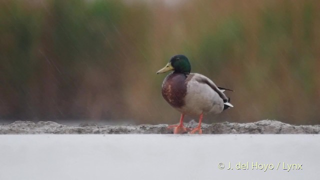 Canard colvert - ML201532581