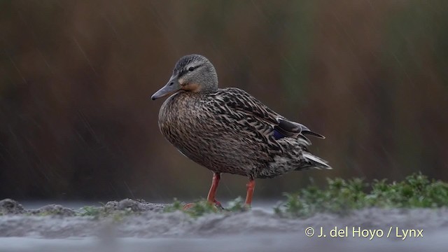 Canard colvert - ML201532591