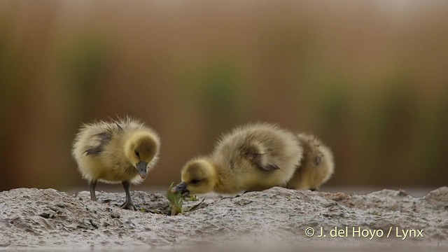 Graylag Goose (European) - ML201532641