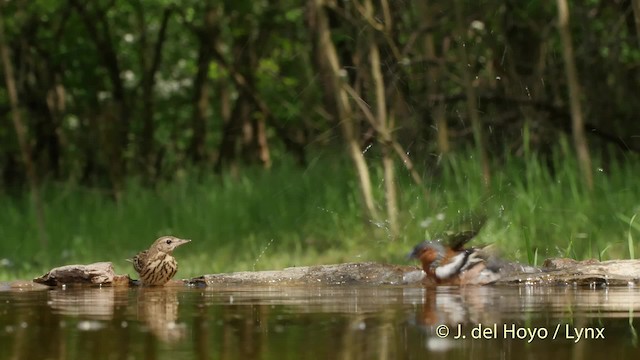 Tree Pipit - ML201532651