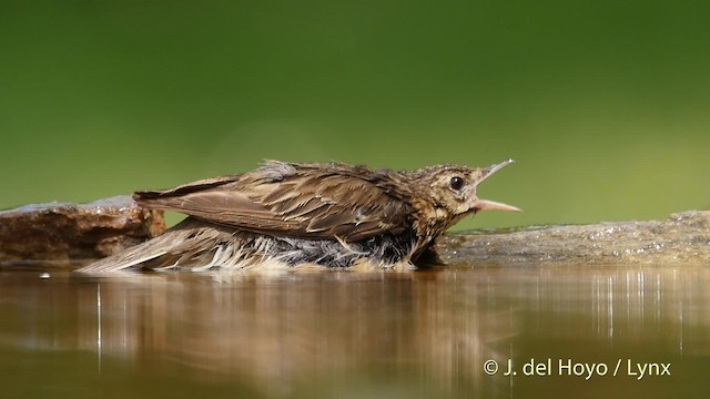 Tree Pipit - ML201532671