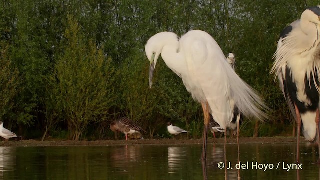 Great Egret (alba) - ML201532681