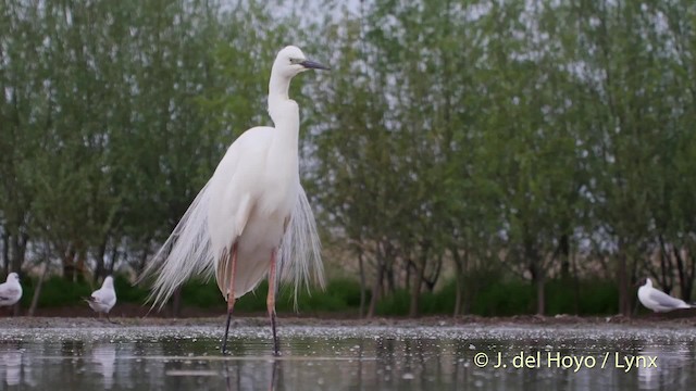 Great Egret (alba) - ML201532691