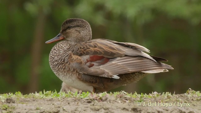 オカヨシガモ（strepera） - ML201532721