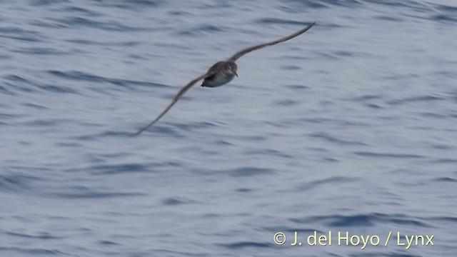 Balearic Shearwater - ML201532771