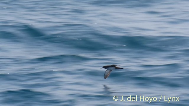 Balearic Shearwater - ML201532791