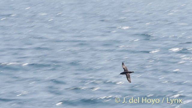 Balearic Shearwater - ML201532801