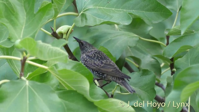 European Starling - ML201532881