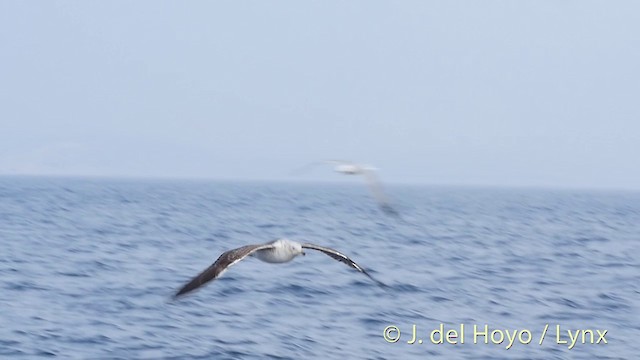 Lesser Black-backed Gull - ML201533001