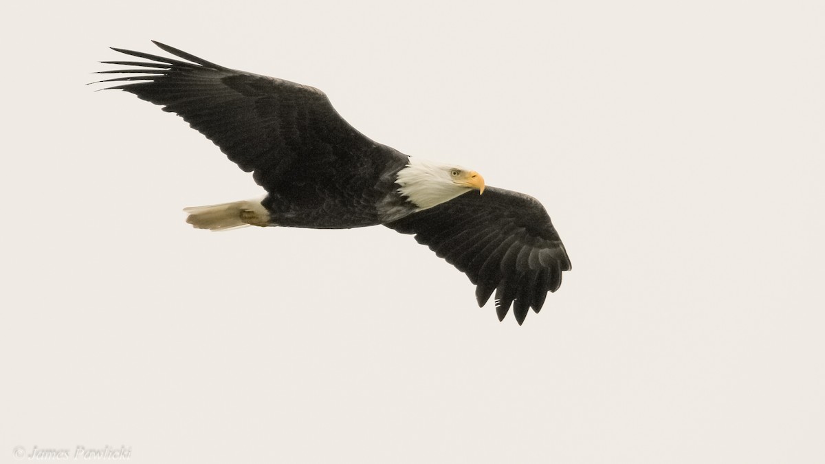 Bald Eagle - ML20153301