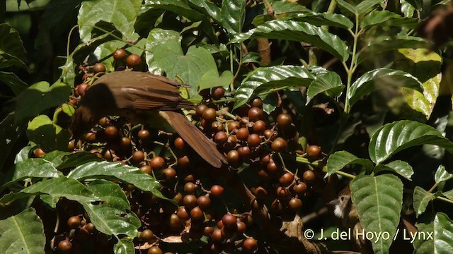 Ochraceous Bulbul - ML201533161