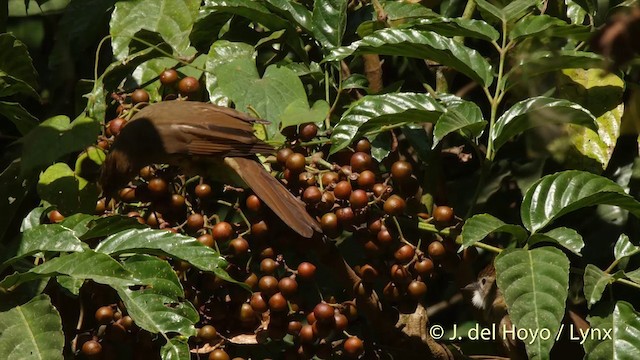 Ochraceous Bulbul - ML201533161