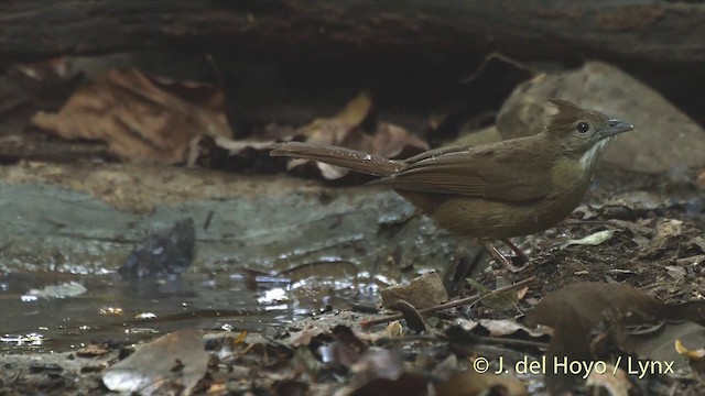 Ochraceous Bulbul - ML201533181