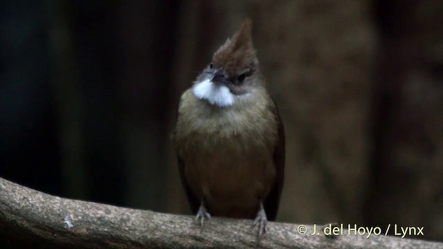 Ochraceous Bulbul - ML201533191