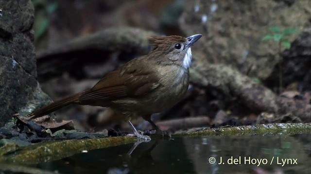 Bulbul ocré - ML201533201