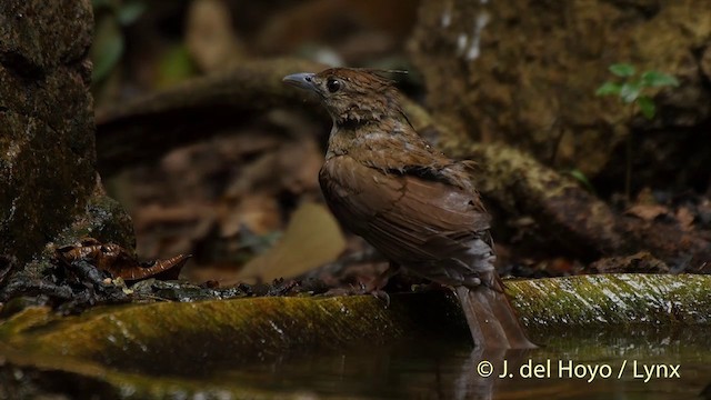 Ochraceous Bulbul - ML201533211