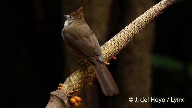 Ochraceous Bulbul - ML201533221