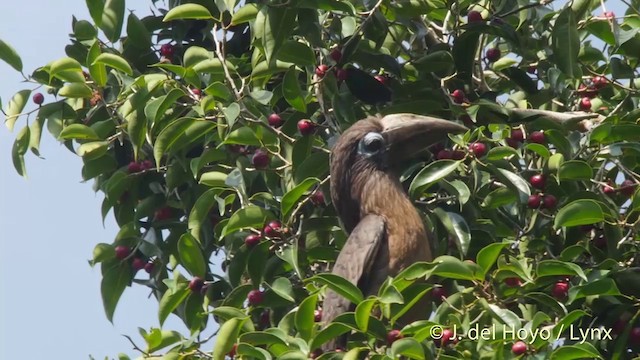 Rusty-cheeked Hornbill - ML201533251