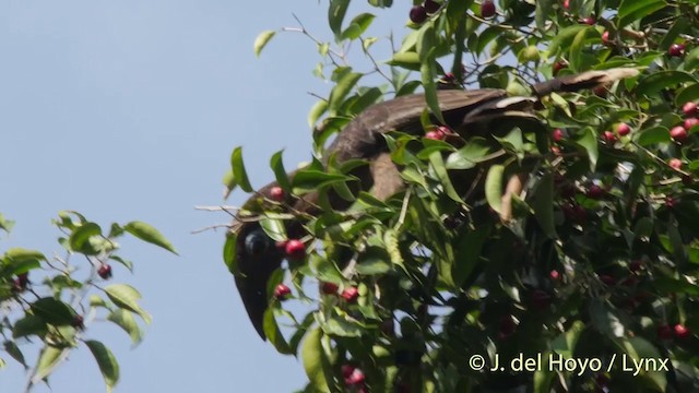 Rusty-cheeked Hornbill - ML201533261