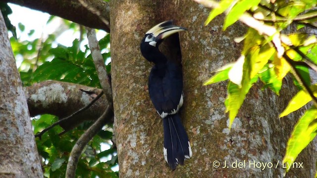 Oriental Pied-Hornbill - ML201533271