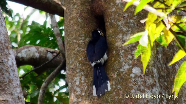 Oriental Pied-Hornbill - ML201533281