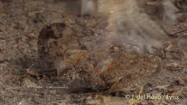 Scaly-breasted Partridge (Green-legged) - ML201533311