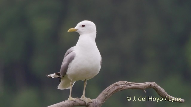 Goéland cendré (canus) - ML201533331