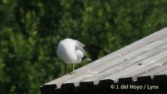 Common Gull (European) - ML201533351