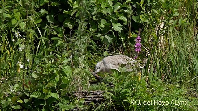 Goéland cendré (canus) - ML201533361