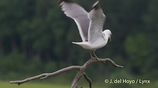  - Common Gull (European)
