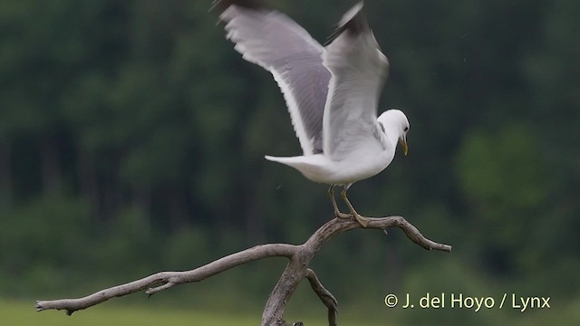 Common Gull (European) - ML201533371