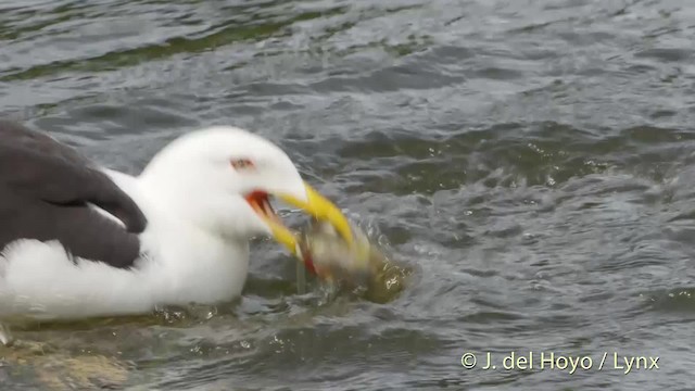 Lesser Black-backed Gull (fuscus) - ML201533391